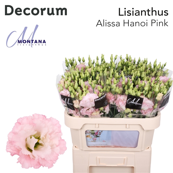 <h4>Lisianthus Alissa Hanoi Pink - Montana Lisianthus</h4>
