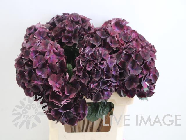 <h4>Hydrangea mag ruby aubergine</h4>