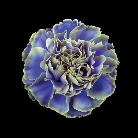 <h4>Dianthus St Purple Fresh</h4>