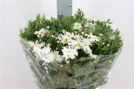 <h4>Margriet White Extra</h4>