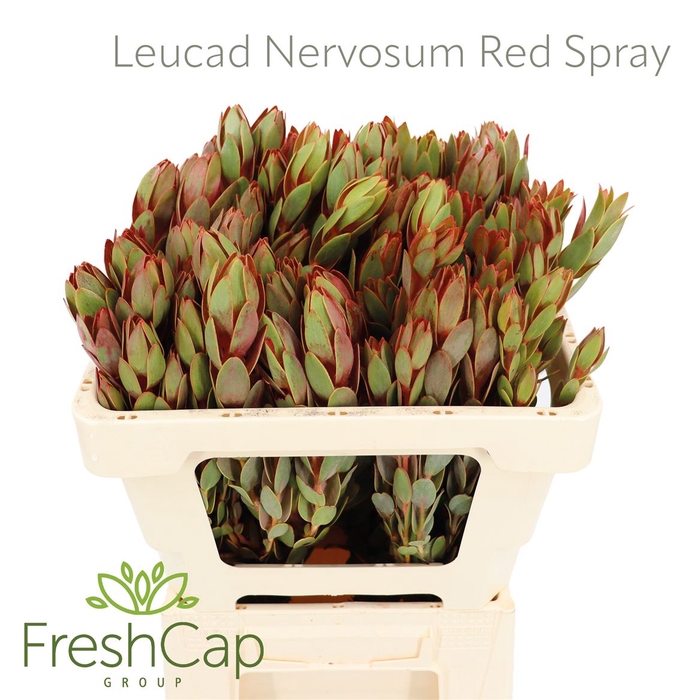 <h4>Leucad Nervosum Red Spray</h4>