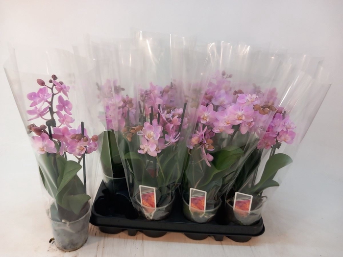 <h4>Phalaenopsis Multi roze</h4>