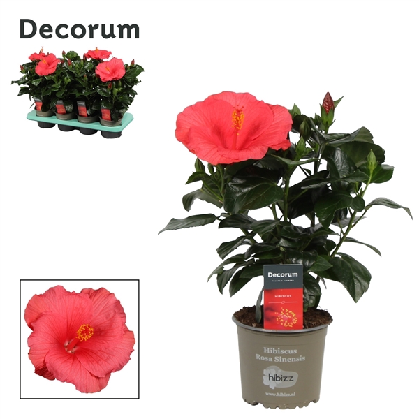 <h4>Decorum Hibiscus Kandy roze</h4>