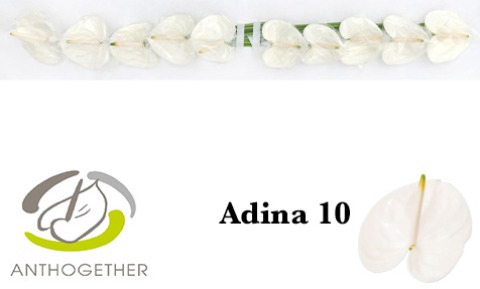 <h4>ANTH A ADINA 10 Small Pack</h4>