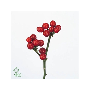 CILIEGE ROSSE 500GR