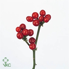 CILIEGE ROSSE 500GR