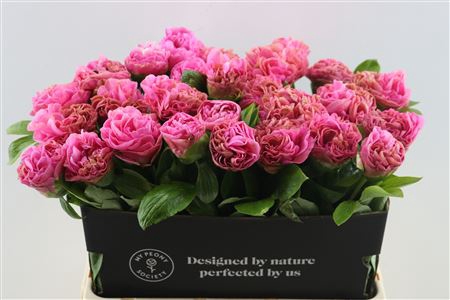 <h4>Paeo L Carnation Bouquet</h4>