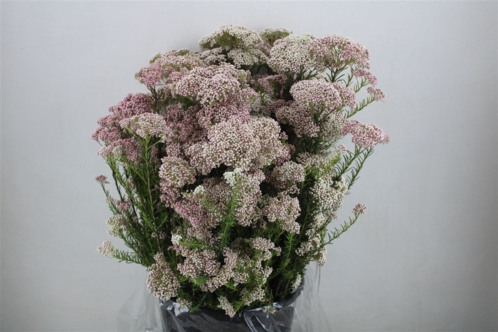 <h4>Rice Flower Pink/white P Bunch</h4>