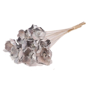 DRIED FLOWERS - PALMCUP ON STEM WHITE WASH 10pcs