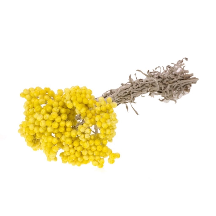 <h4>Immortelle natural yellow</h4>