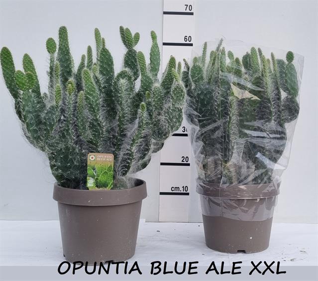 Opuntia azurea (Schijfcactus) (Cites) 25Ø 60cm