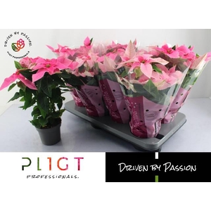 Poinsettia Princettia mix 12Ø 34cm 5Flow