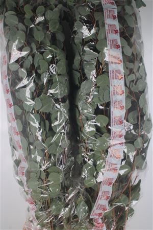 Euca Polyanthemos (populus)