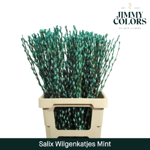 <h4>Salix Katjes L70 Mint Green</h4>