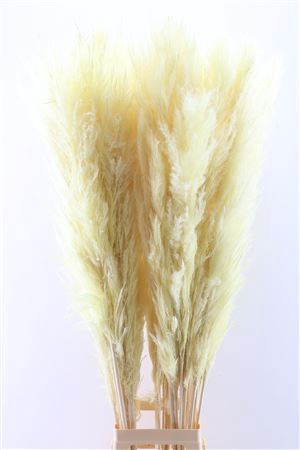 Dried Cortaderia Pastel Soft Yellow 120cm P. Stem