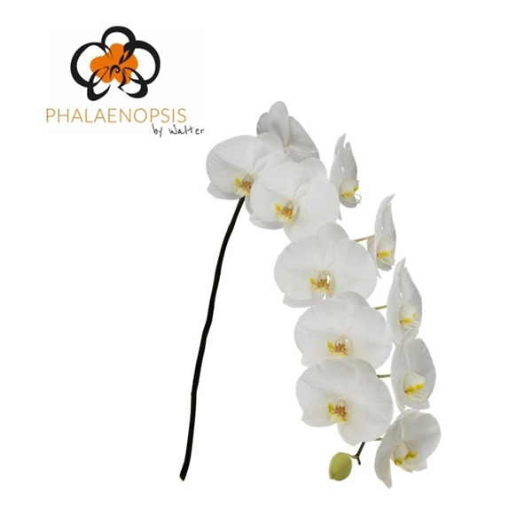<h4>Phalaenopsis sensation white (per flower)</h4>