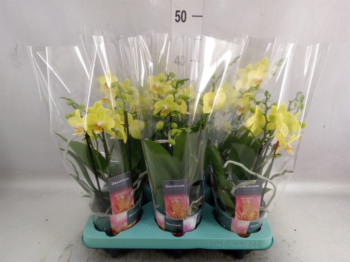 <h4>Phalaenopsis multi. 'Ant Albenga'</h4>