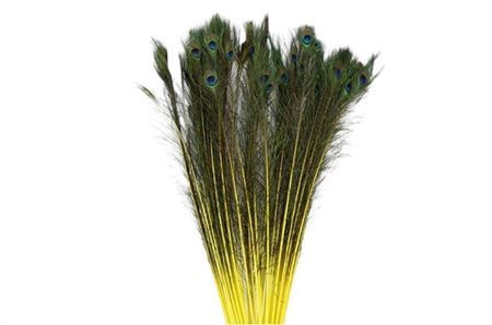 <h4>Feather Peacock Natural Yellow P Stem</h4>