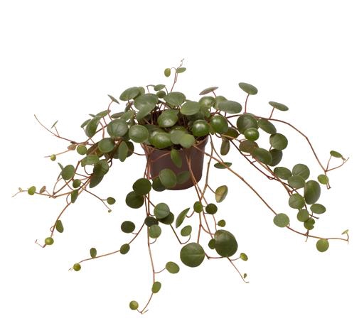 Peperomia Pepperspot 6Ø 12cm