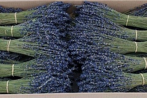 <h4>Dried lavandula dark blue 100gr</h4>