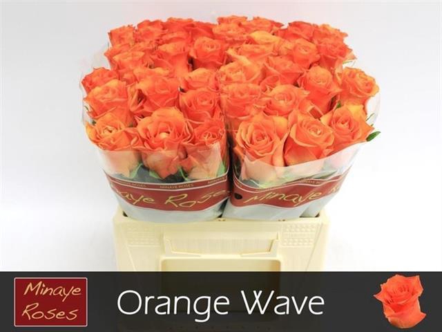 <h4>Rosa la orange wave</h4>
