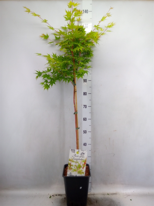 <h4>Acer palmatum 'Sangokaku'</h4>