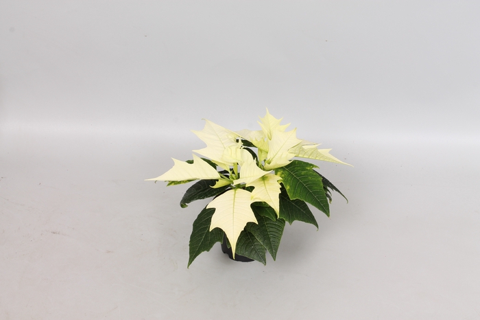 Poinsettia 6  cm Alaska White 2 / 4 kop