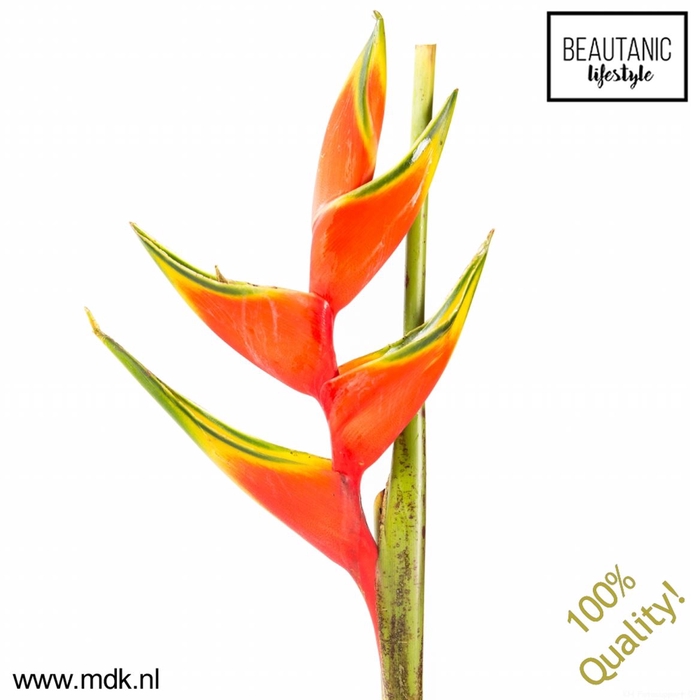 <h4>Heliconia buea</h4>