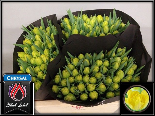 <h4>Tulipa do yellow margarita</h4>