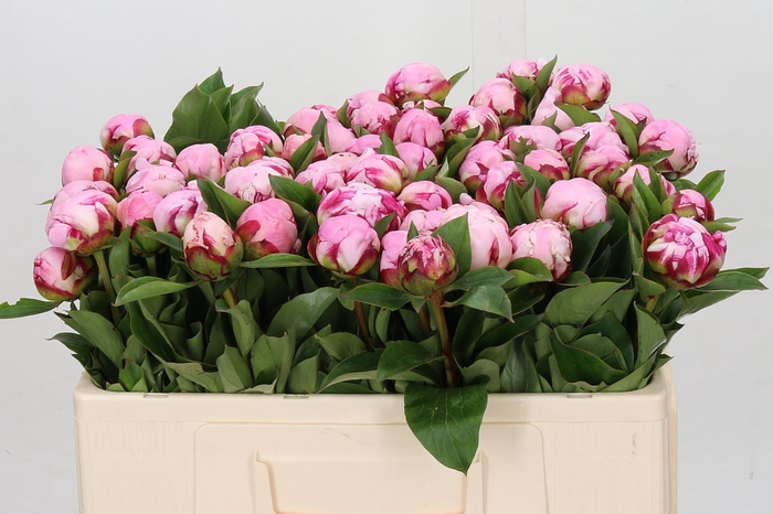 <h4>Paeonia Ussiknow</h4>