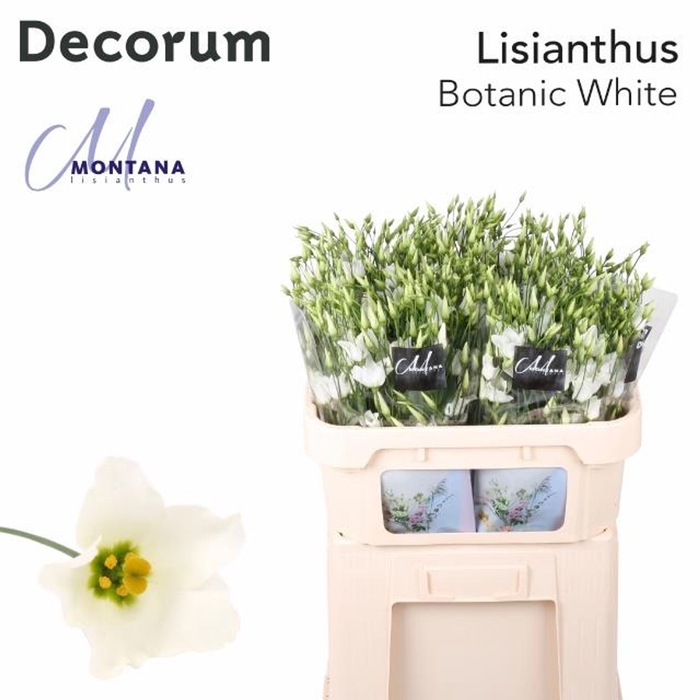 <h4>Lis enk Botanic White</h4>