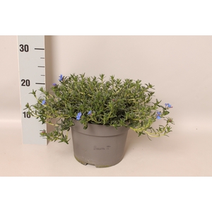 vaste planten 19 cm  Lithodora diffusa