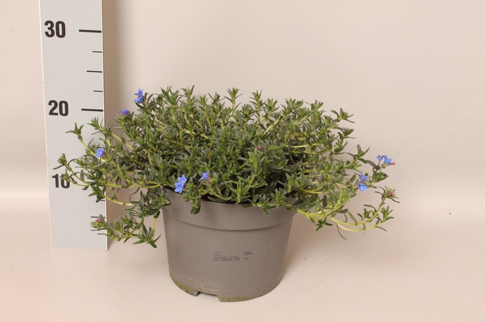 <h4>vaste planten 19 cm  Lithodora diffusa</h4>