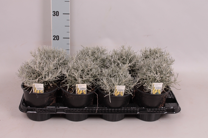 Kruiden I Helichrysum italicum  (Kerrieplant)