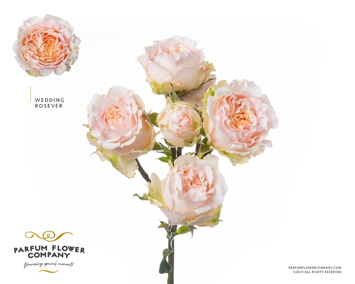 <h4>Rosa sp garden wedding rosever</h4>