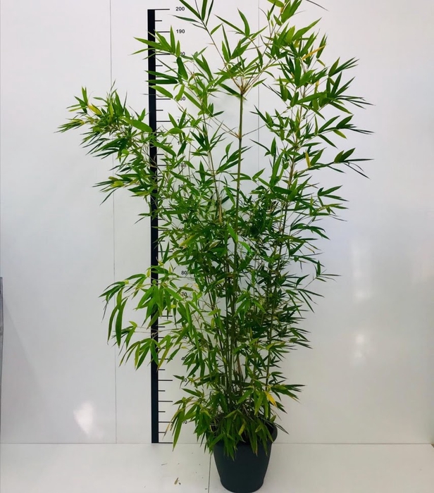 Bambú Aurea
