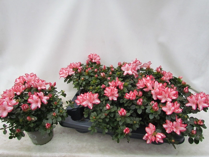 <h4>Rhododendron (Sim. Fluostern</h4>