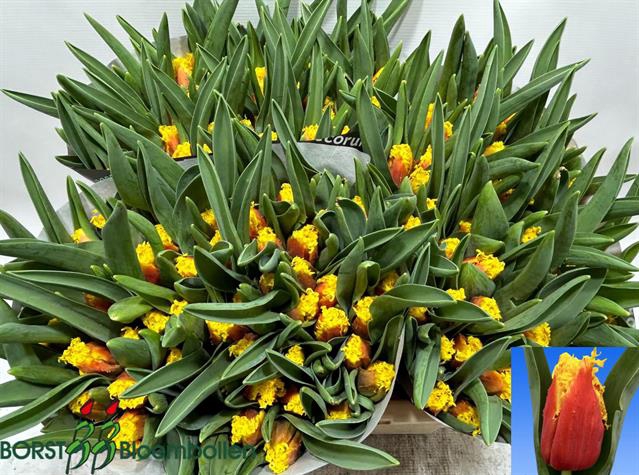 <h4>Tulipa fr red/yellow</h4>