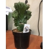 Euphorbia Ingens 21Ø 90cm