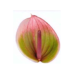 Anthurium Peruzzi Green/Pink Large