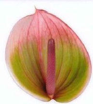 Anthurium Peruzzi Green/Pink Large