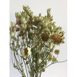 DRIED FLOWERS - ASTRANTIA WHITE 20PCS