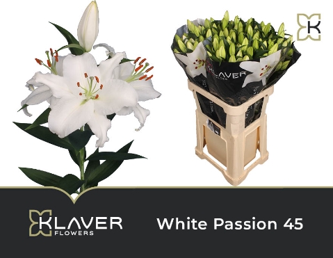 <h4>Lilium or white passion</h4>