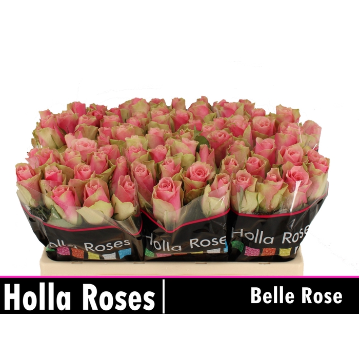 <h4>Belle Rose</h4>