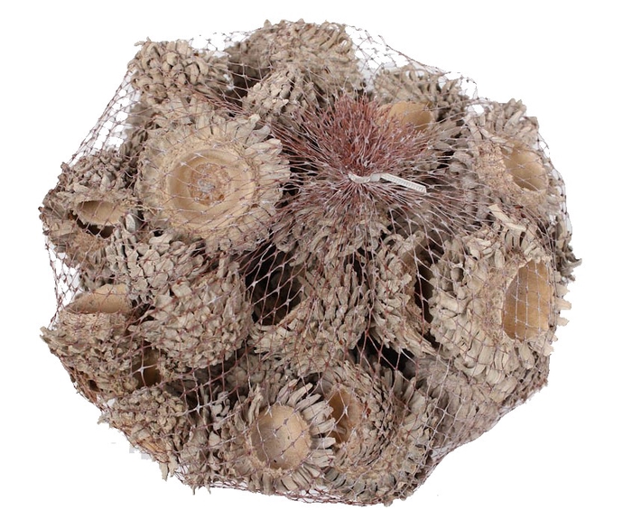 Acorn Cones 500gram in net frosted white