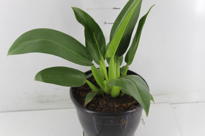 <h4>PHILODENDRON PACOVA P24</h4>