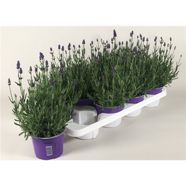 <h4>Lavendula angustifolia Essence Purple</h4>