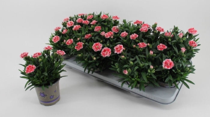 <h4>Dianthus Oscar White And Red</h4>