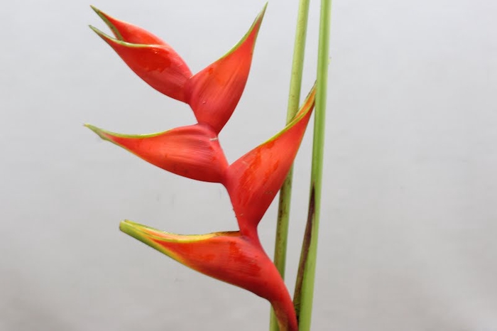 <h4>Heliconia Steel Humilis</h4>