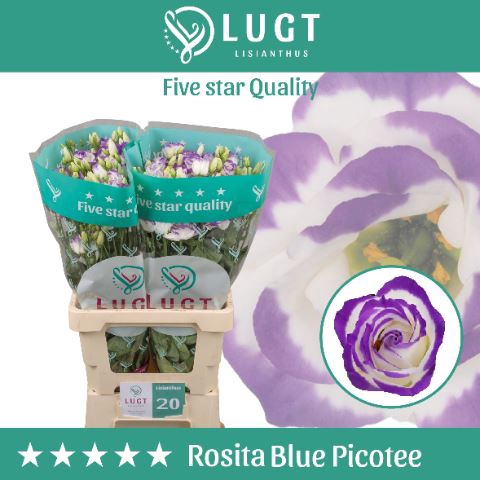 <h4>Lis G Rosita Blue Picotee</h4>